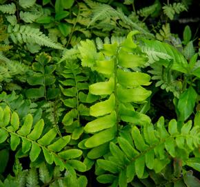 Kapradina acrostichoides - Polystichum acrostichoides