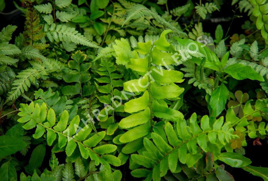 kapradina prašnatcovitá - Polystichum acrostichoides