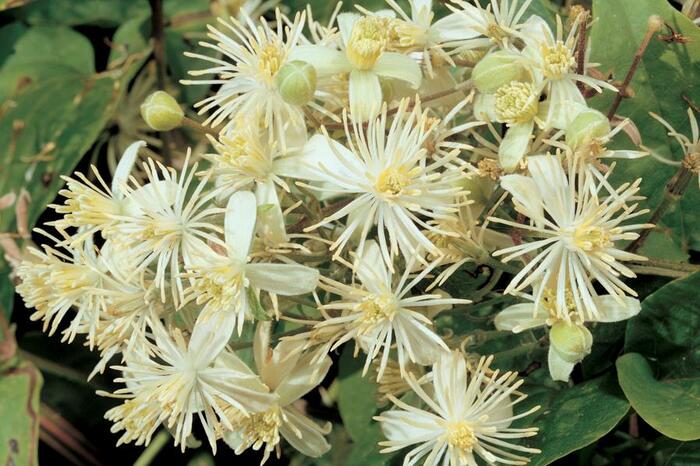 Plamének plotní - Clematis vitalba