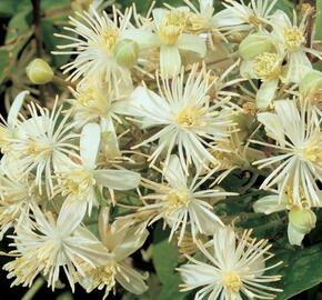 Plamének plotní - Clematis vitalba