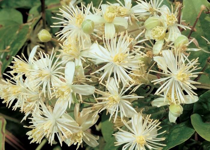 Plamének plotní - Clematis vitalba