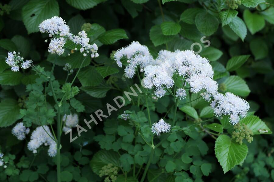 Žluťucha orlíčkolistá 'Album' - Thalictrum aquilegifolium 'Album'