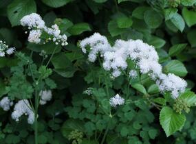 Žluťucha orlíčkolistá 'Album' - Thalictrum aquilegifolium 'Album'