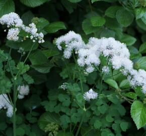 Žluťucha orlíčkolistá 'Album' - Thalictrum aquilegifolium 'Album'