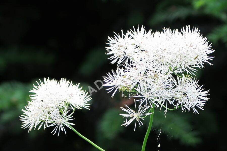 Žluťucha orlíčkolistá 'Album' - Thalictrum aquilegifolium 'Album'