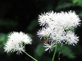 Žluťucha orlíčkolistá 'Album' - Thalictrum aquilegifolium 'Album'