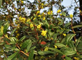Dřišťál Juliin - Berberis julianae
