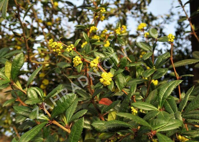 Dřišťál Juliin - Berberis julianae