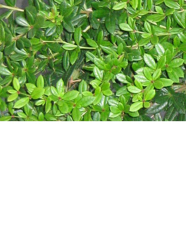 Dřišťál Juliin - Berberis julianae