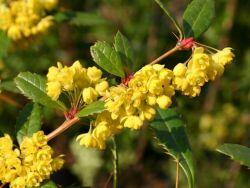 Dřišťál Juliin - Berberis julianae