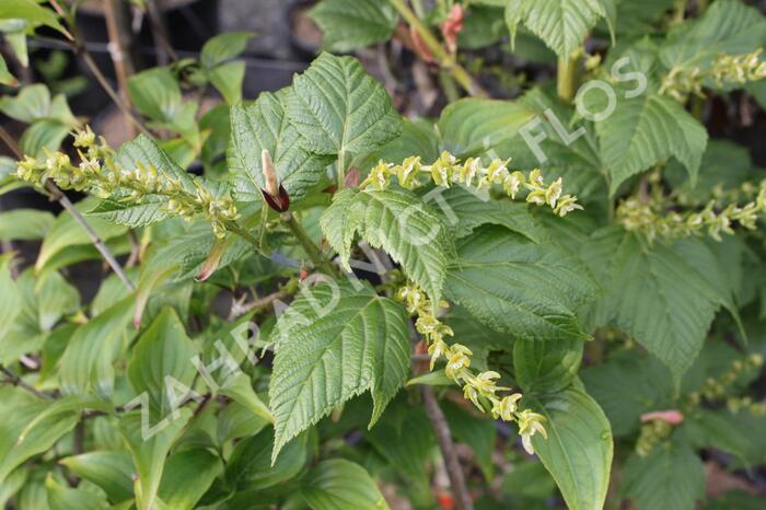 Javor rezavožilný - Acer rufinerve