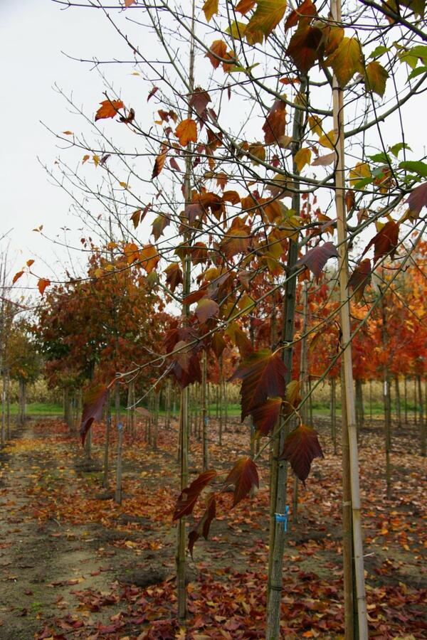 Javor rezavožilný - Acer rufinerve