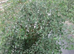 Tavolník van Houtteův - Spiraea vanhouttei