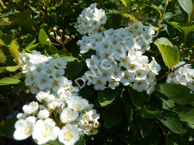 Tavolník van Houtteův - Spiraea vanhouttei