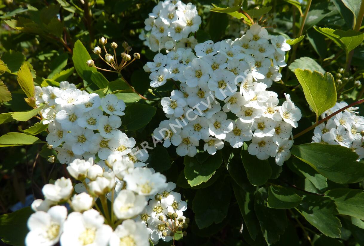 Tavolník van Houtteův - Spiraea vanhouttei