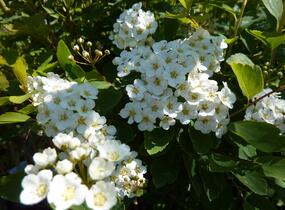 Tavolník van Houtteův - Spiraea vanhouttei