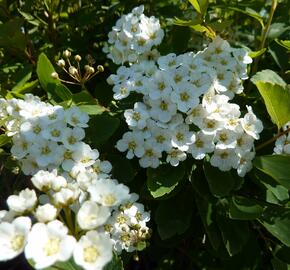 Tavolník van Houtteův - Spiraea vanhouttei