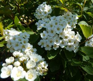 Tavolník van Houtteův - Spiraea vanhouttei