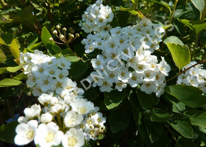 Tavolník van Houtteův - Spiraea vanhouttei