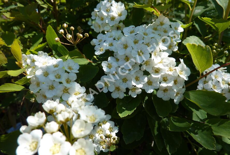 Tavolník van Houtteův - Spiraea vanhouttei
