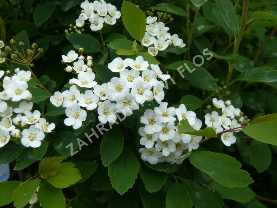 Tavolník van Houtteův - Spiraea vanhouttei