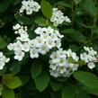 Tavolník van Houtteův - Spiraea vanhouttei