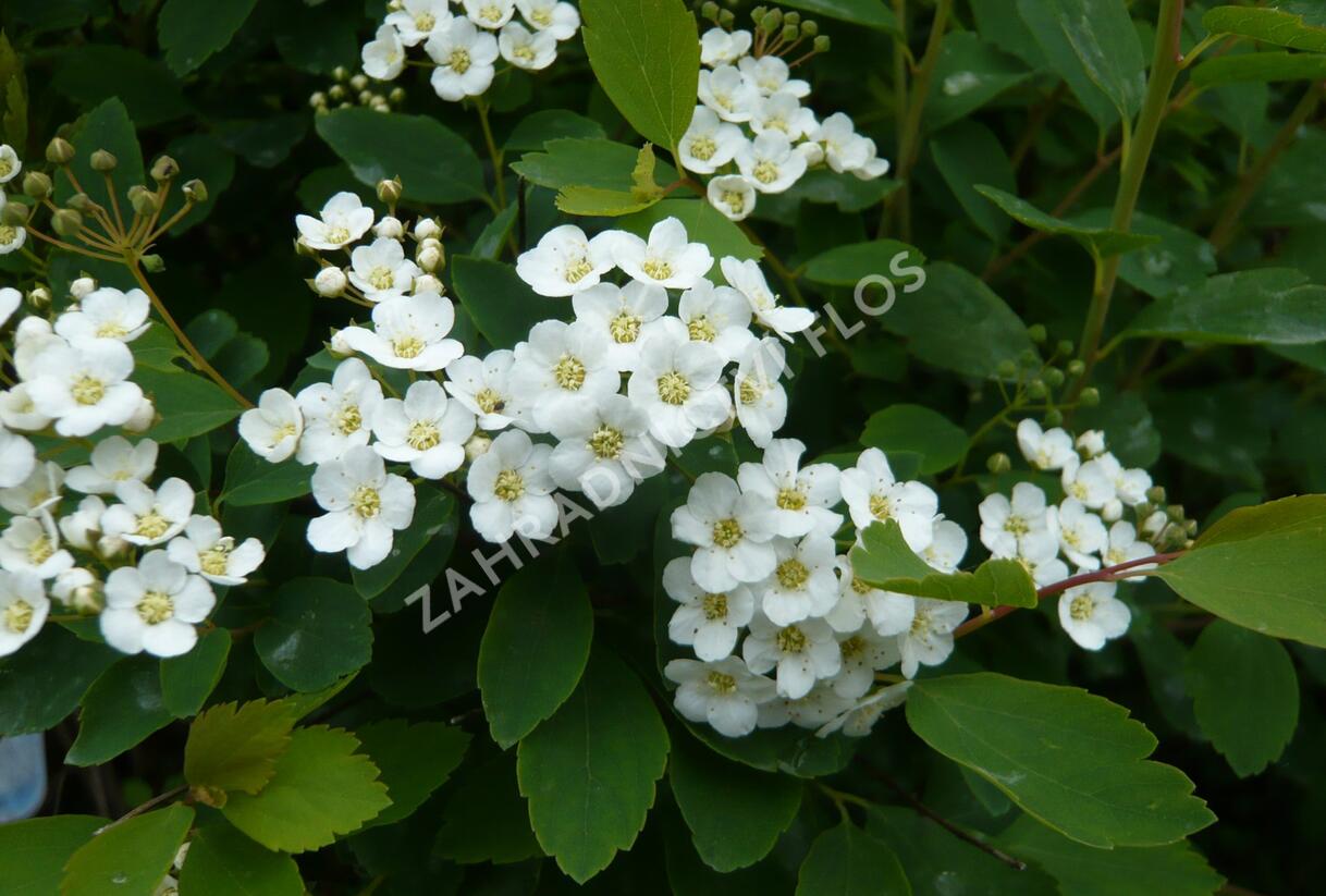 Tavolník van Houtteův - Spiraea vanhouttei
