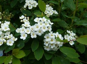 Tavolník van Houtteův - Spiraea vanhouttei