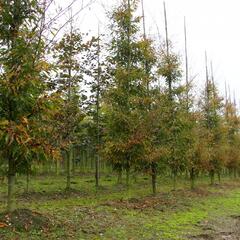 Buk lesní 'Asplenifolia' - Fagus sylvatica 'Asplenifolia'