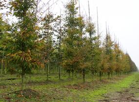 Buk lesní 'Asplenifolia' - Fagus sylvatica 'Asplenifolia'