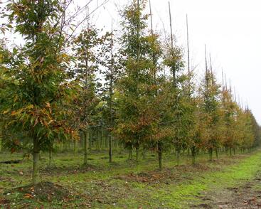 Buk lesní 'Asplenifolia'