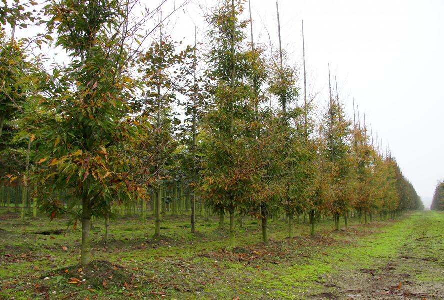 Buk lesní 'Asplenifolia' - Fagus sylvatica 'Asplenifolia'