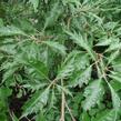 Buk lesní 'Asplenifolia' - Fagus sylvatica 'Asplenifolia'