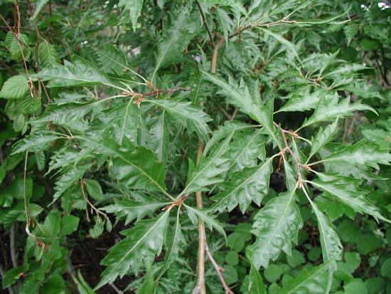Buk lesní 'Asplenifolia' - Fagus sylvatica 'Asplenifolia'