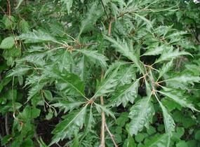 Buk lesní 'Asplenifolia' - Fagus sylvatica 'Asplenifolia'
