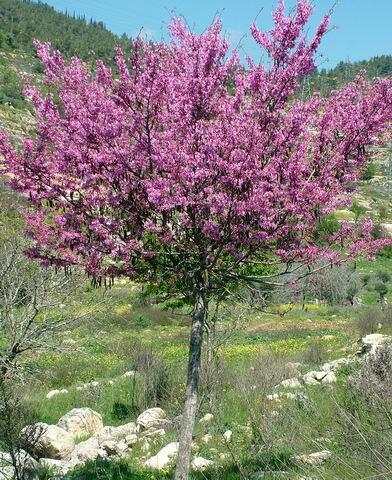 Zmarlika Jidášova - Cercis siliquastrum