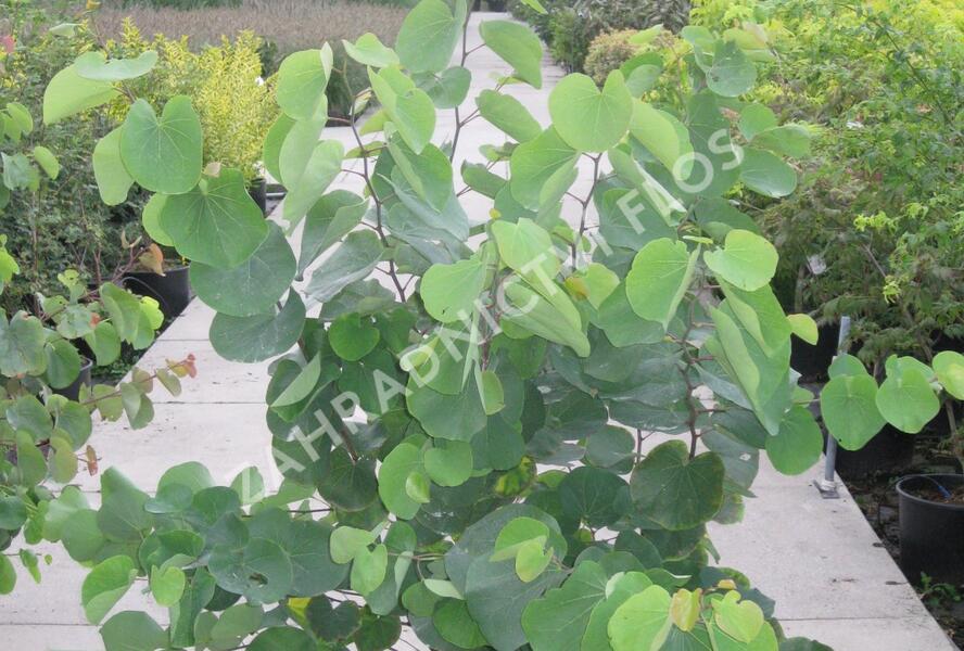 Zmarlika Jidášova - Cercis siliquastrum