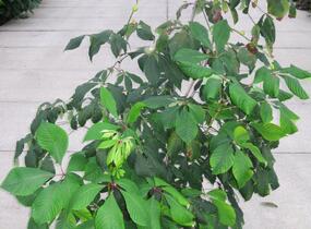 Jírovec malokvětý - Aesculus parviflora