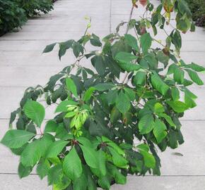 Jírovec malokvětý - Aesculus parviflora