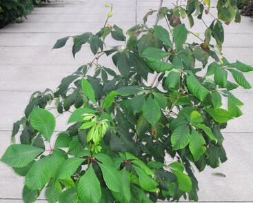 Jírovec malokvětý