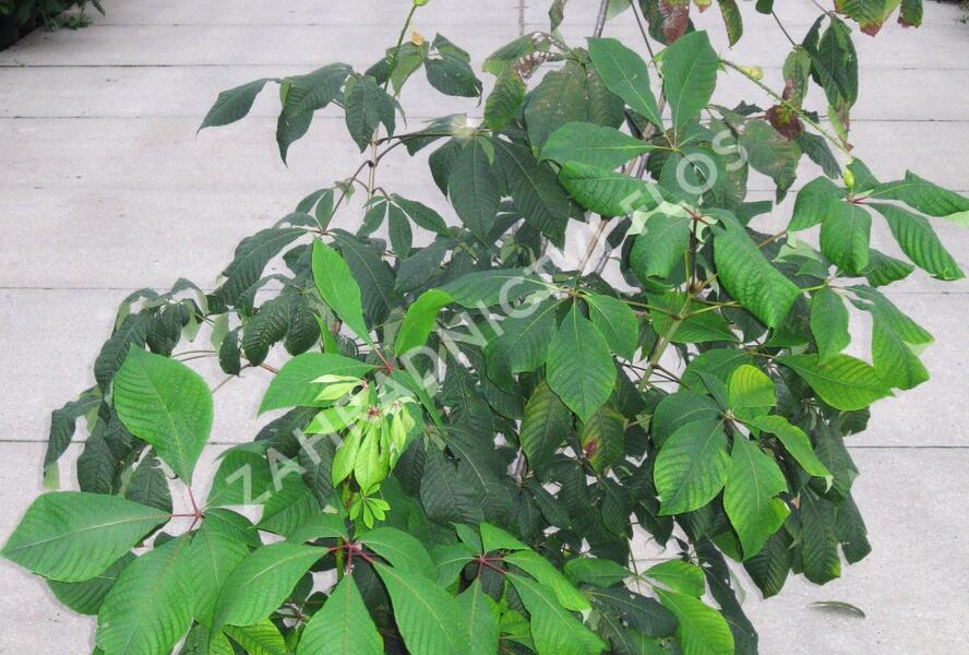 Jírovec malokvětý - Aesculus parviflora