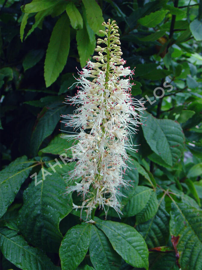 Jírovec malokvětý - Aesculus parviflora