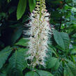 Jírovec malokvětý - Aesculus parviflora