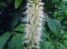 Jírovec malokvětý - Aesculus parviflora