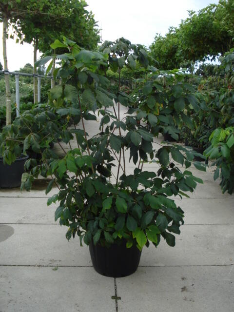 Jírovec malokvětý - Aesculus parviflora