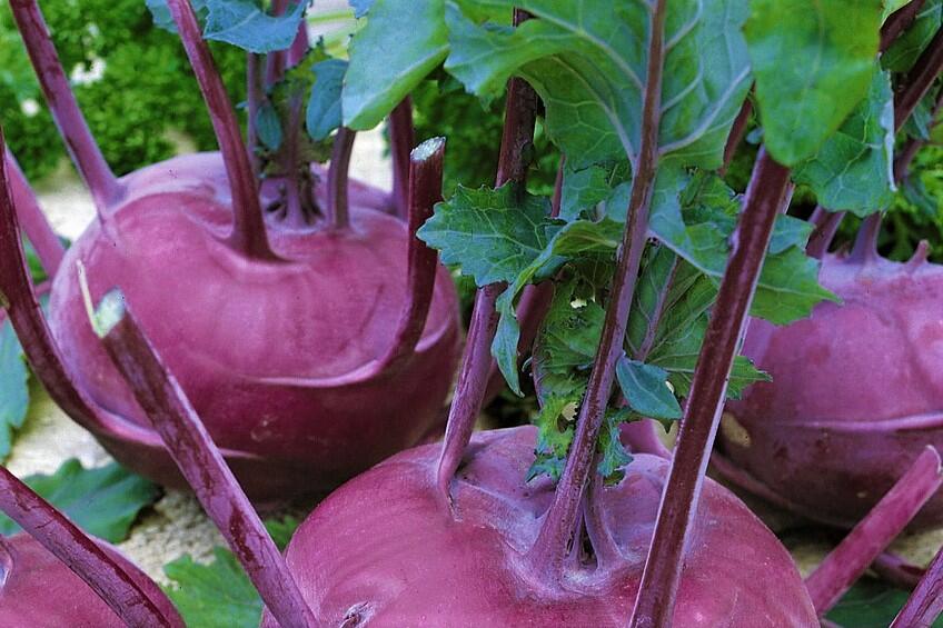 Kedluben modrý 'Ametyst F1' - Brassica oleracea var. gongylodes 'Ametyst F1'