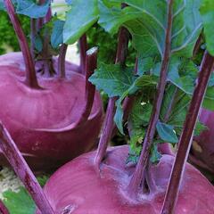 Kedluben modrý 'Ametyst F1' - Brassica oleracea var. gongylodes 'Ametyst F1'