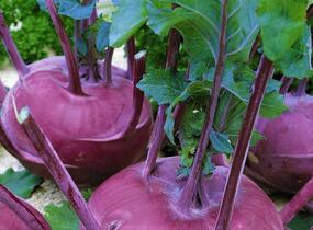 Kedluben modrý 'Ametyst F1' - Brassica oleracea var. gongylodes 'Ametyst F1'