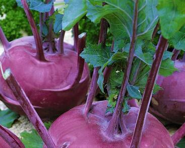 Kedluben modrý 'Ametyst F1'