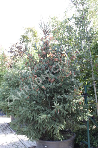 Smrk pichlavý 'Glauca' - Picea engelmannii 'Glauca'